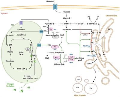 Nitrogen limitation-induced adaptive response and lipogenesis in the Antarctic yeast Rhodotorula mucilaginosa M94C9